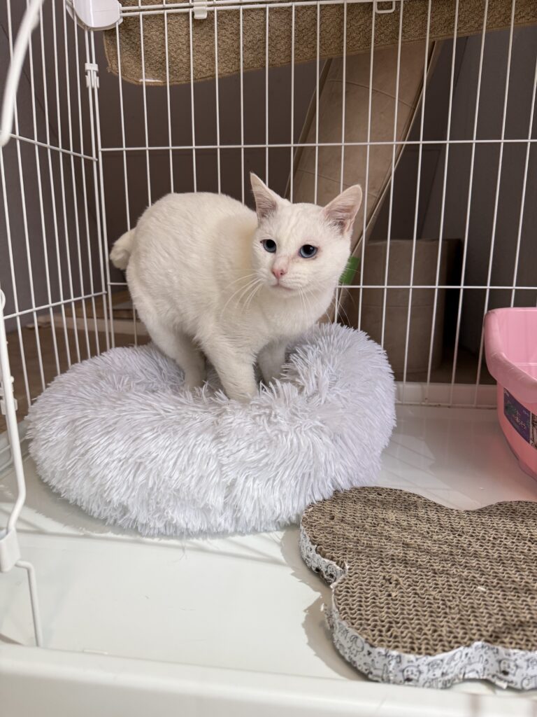 多頭飼育崩壊出身　おとなしい白猫の男の子